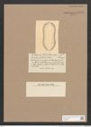 Surirella ocellata Castr. (de-Toni-Nr.: Genus 53, Species 2304) Zeichnungen Sammlung Grunow Nr. 4755 (NHMW-BOT-W0372870)